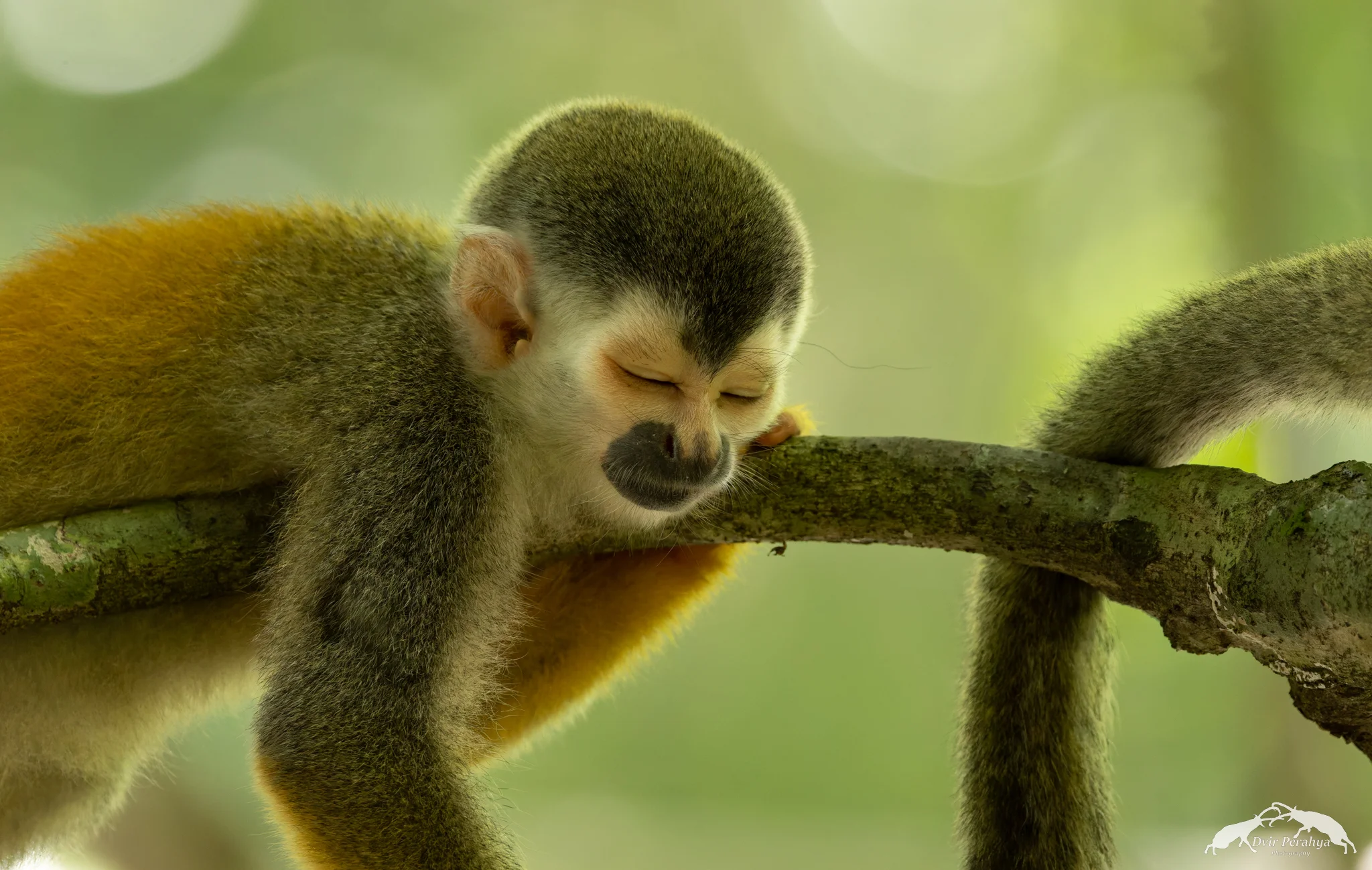 Squirrel monkey, Manuel Antonio